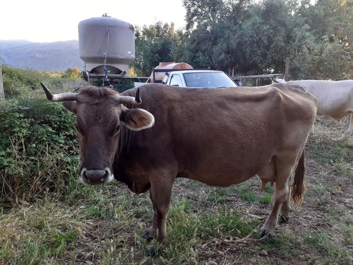 Agriturismo Codula Fuili กาลาโกโนเน ภายนอก รูปภาพ