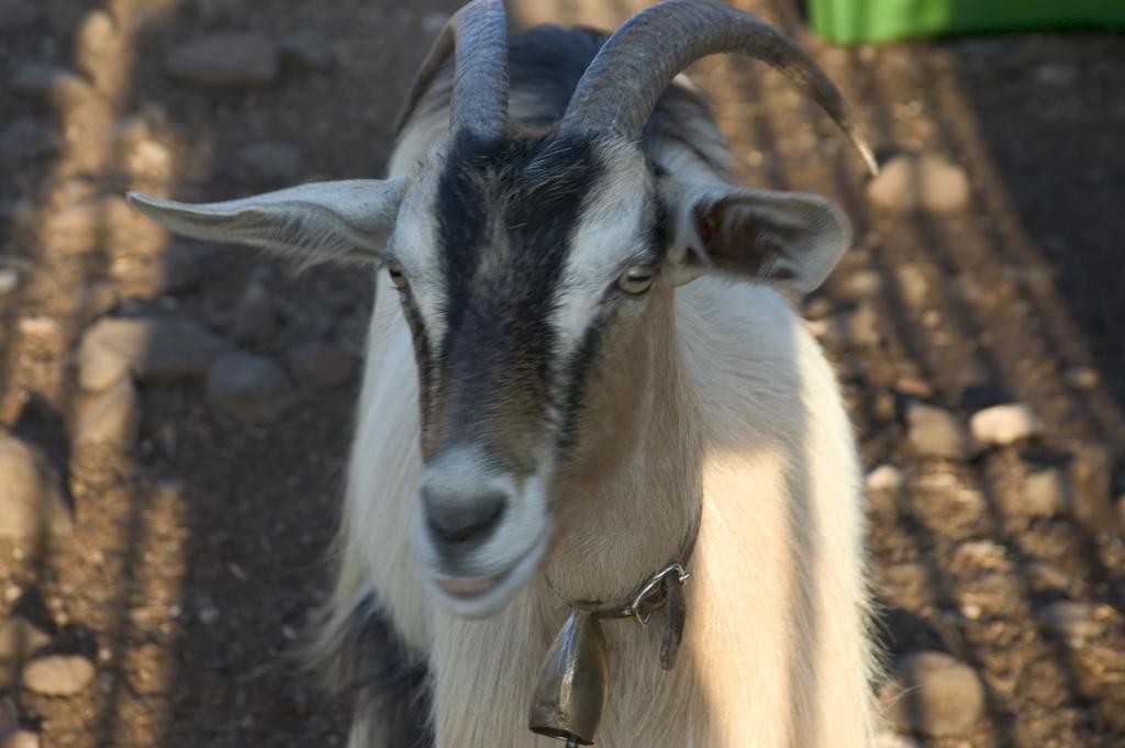 Agriturismo Codula Fuili กาลาโกโนเน ภายนอก รูปภาพ