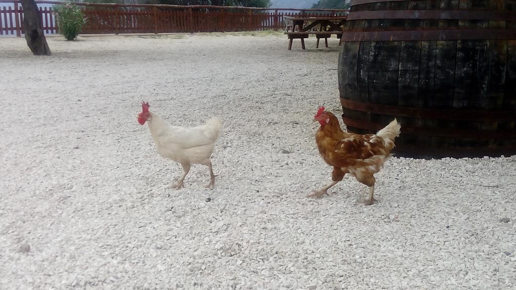 Agriturismo Codula Fuili กาลาโกโนเน ภายนอก รูปภาพ